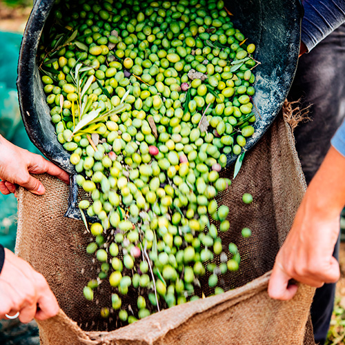 The Oil | Bodega El Poblet