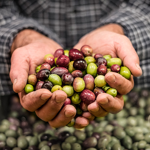 El Aceite | Bodega El Poblet