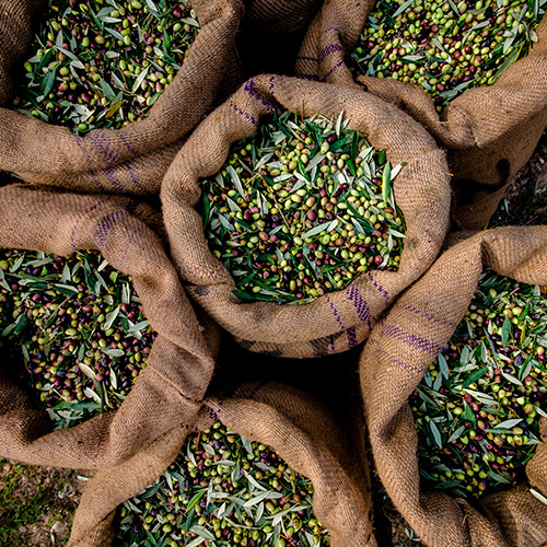 El Aceite | Bodega El Poblet