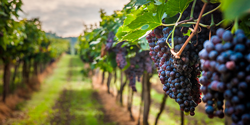 Los Vinos | Bodega El Poblet