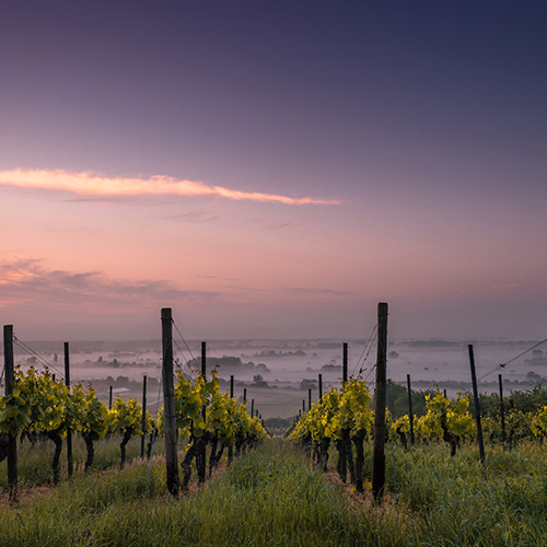 The Wines | Bodega El Poblet