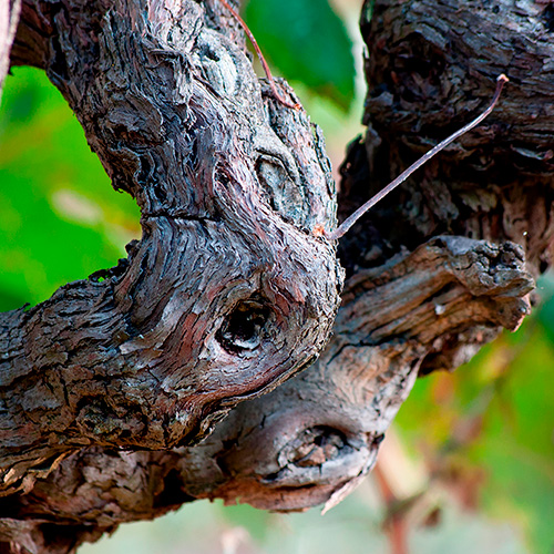 Los Vinos | Bodega El Poblet