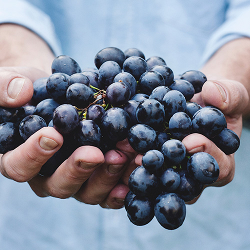 Los Vinos | Bodega El Poblet